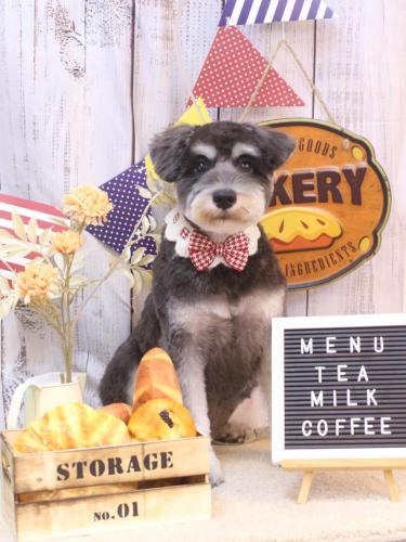 20240928ひじきちゃん